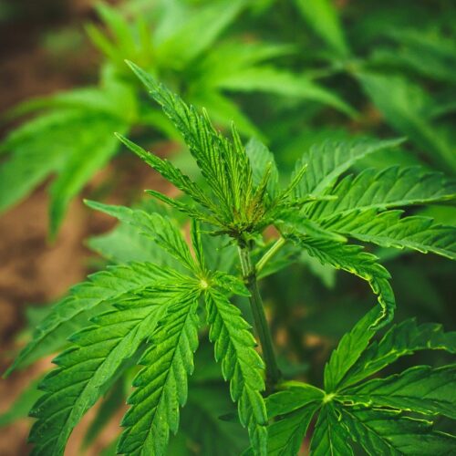 Close-up of a vibrant green cannabis plant leaf.